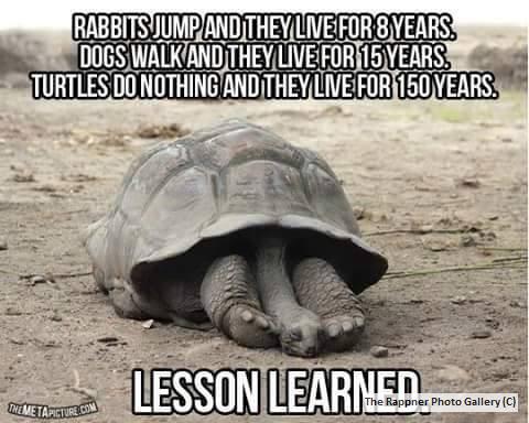 long-live-turtles